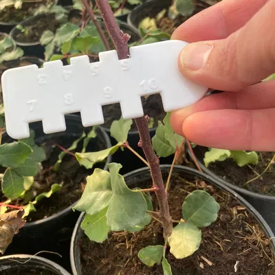 Thước đo chiều cao cây trồng và các vật thể tương tự