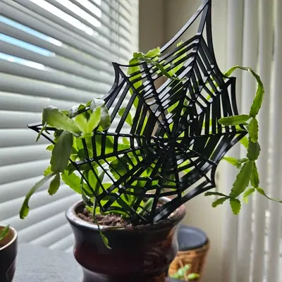 Giá đỡ cây xương rồng Giáng sinh/Halloween đơn giản