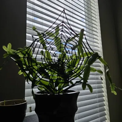 Giá đỡ cây xương rồng Giáng sinh/Halloween đơn giản