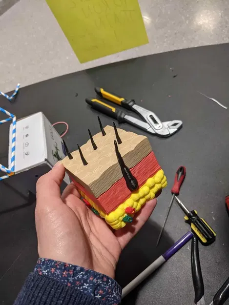 Mô hình lớp da người với cấu trúc ba lớp - Image 1