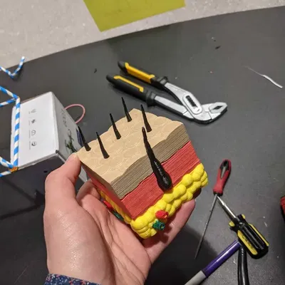 Mô hình lớp da người với cấu trúc ba lớp