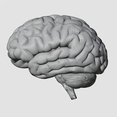 Não người mô phỏng chân thực với chi tiết tinh xảo