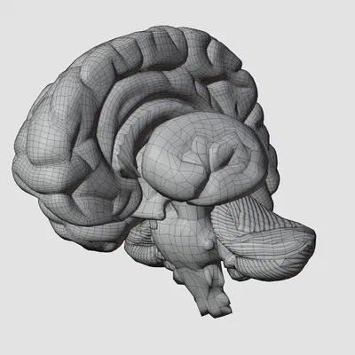 Não người mô phỏng chân thực với chi tiết tinh xảo