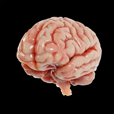 Não người mô phỏng chân thực với chi tiết tinh xảo