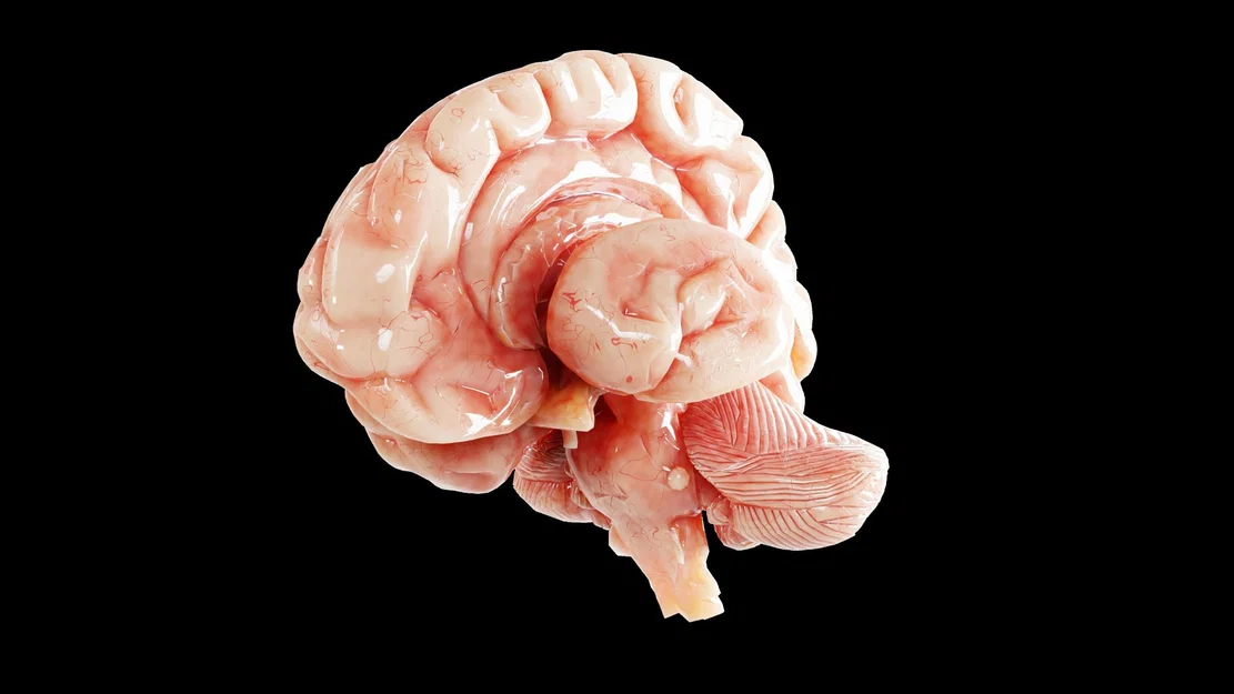Não người mô phỏng chân thực với chi tiết tinh xảo - Image 6