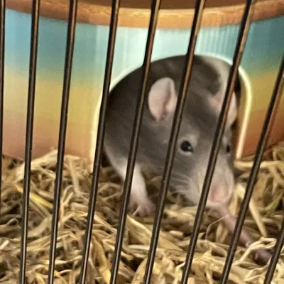 Nhà cho thú nhỏ (Chuột/Nhím/Giả)