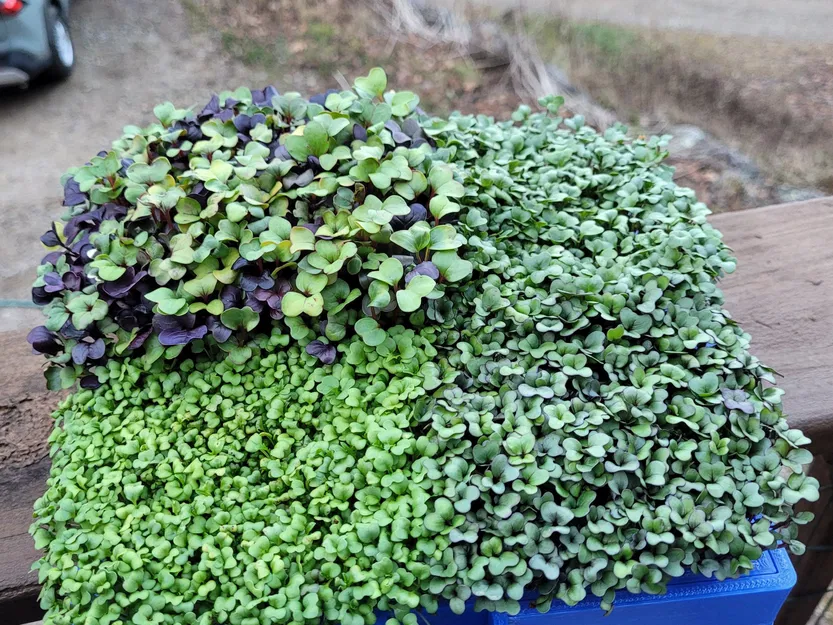 Khay trồng rau mầm lớn cho máy in Ender 3 - Image 1