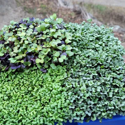 Khay trồng rau mầm lớn cho máy in Ender 3