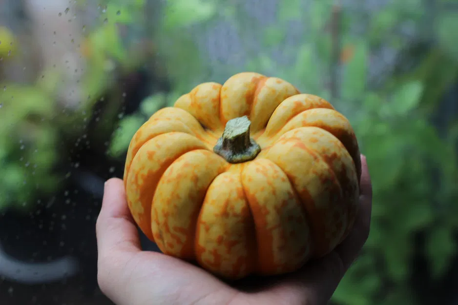 Quả bí ngô thực tế được quét 3D - Image 3