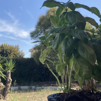 Bình hoa in 3D đơn giản cho cây cảnh