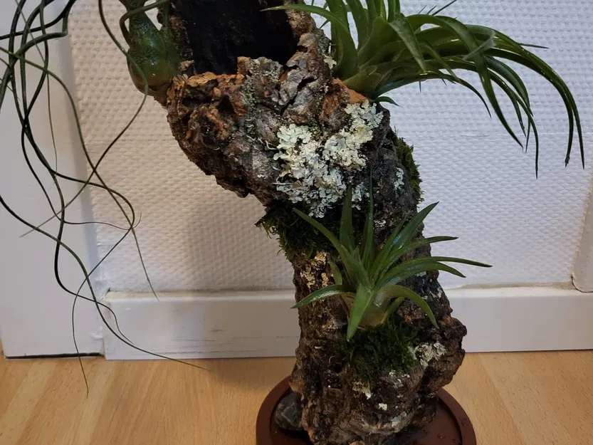 Giá đỡ gốc cây bần cho cây không khí Tillandsia - Image 1