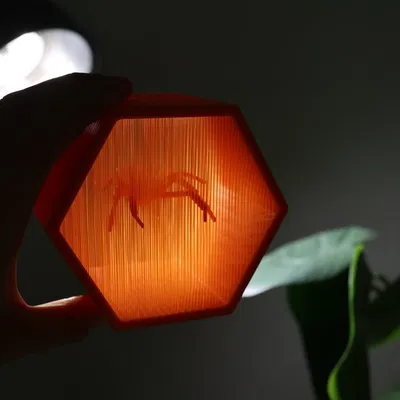 Nhện góa phụ đen treo lơ lửng trong nghệ thuật dây thừng