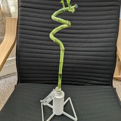 Giá đỡ cây trúc may mắn Ikea