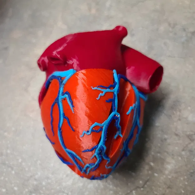 Mô hình trái tim giải phẫu sơn lại bằng Bambu - Image 1