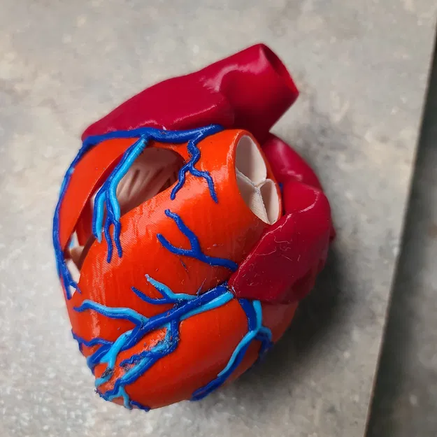 Mô hình trái tim giải phẫu sơn lại bằng Bambu - Image 2