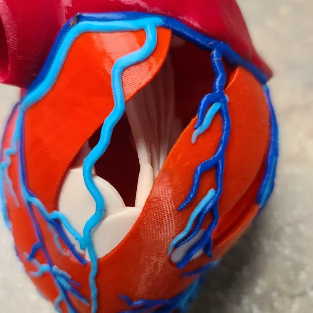 Mô hình trái tim giải phẫu sơn lại bằng Bambu - Image 3