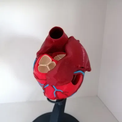 Trái tim người với cấu trúc giải phẫu chính xác