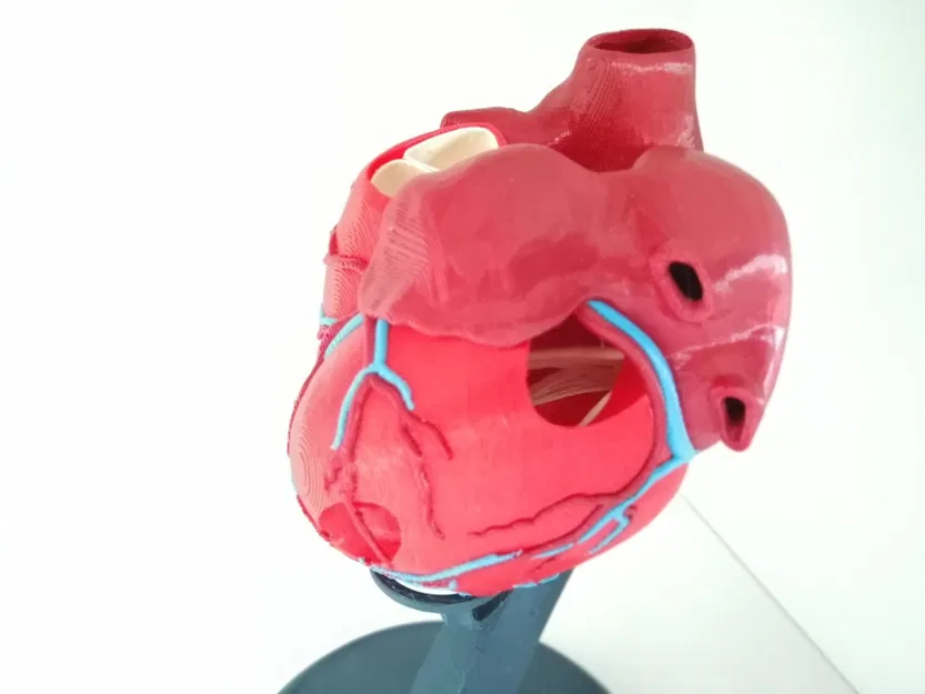 Trái tim người với cấu trúc giải phẫu chính xác - Image 3