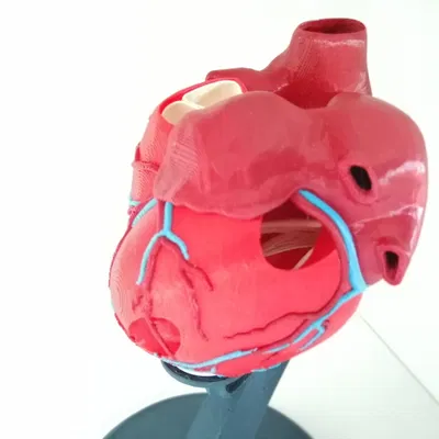 Trái tim người với cấu trúc giải phẫu chính xác