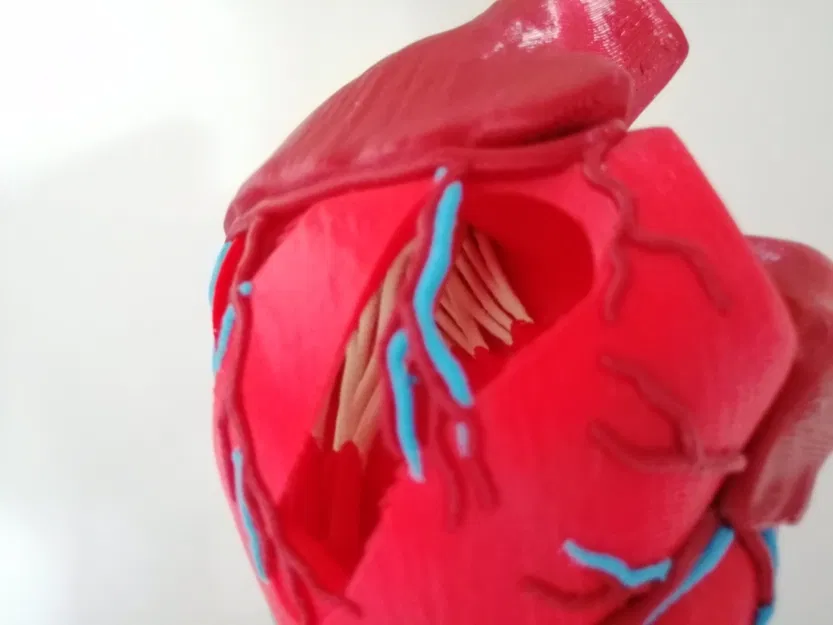 Trái tim người với cấu trúc giải phẫu chính xác - Image 4