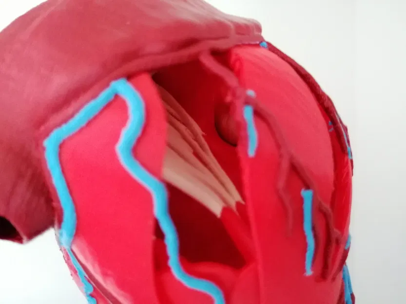 Trái tim người với cấu trúc giải phẫu chính xác - Image 5