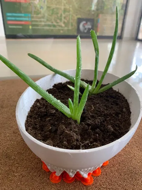 Chậu hoa cho cây giống nha đam - Image 1