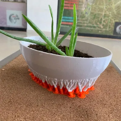 Chậu hoa cho cây giống nha đam