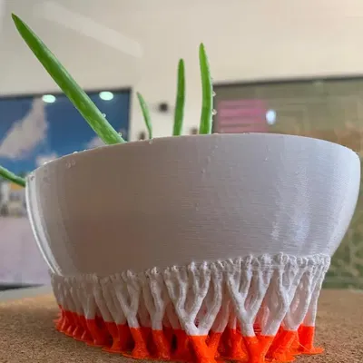 Chậu hoa cho cây giống nha đam