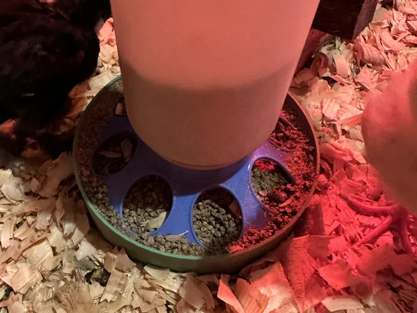 Bát hứng thức ăn cho gà con dưới máng ăn - Image 1