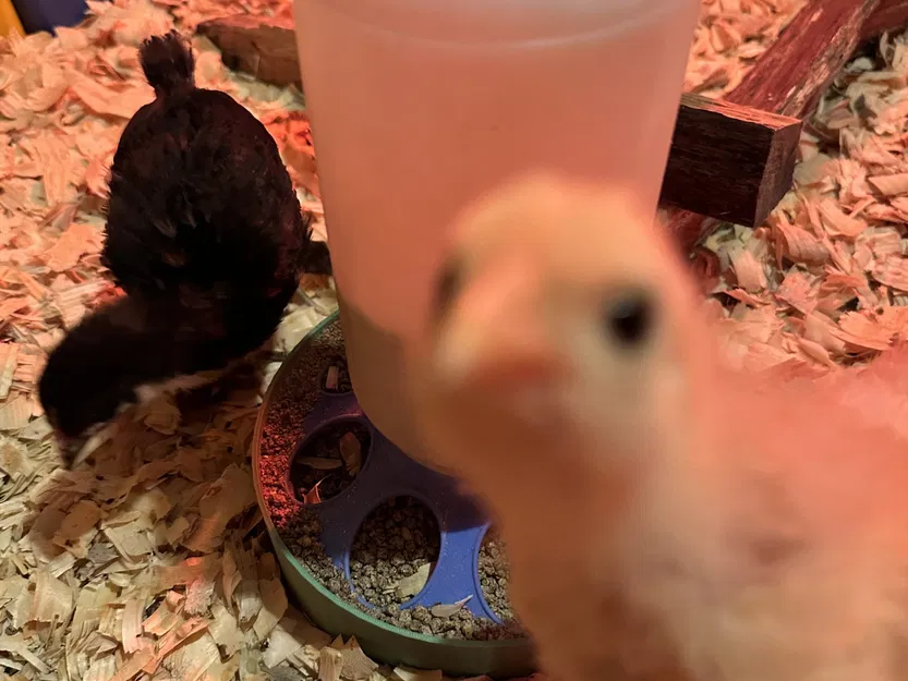 Bát hứng thức ăn cho gà con dưới máng ăn - Image 2