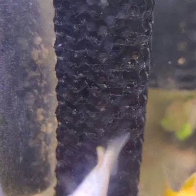 Bộ bảo vệ ống hút lọc AquaClear chống cá con bị hút