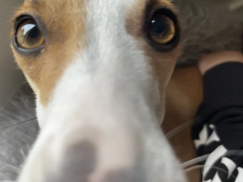 Móc khóa keycap Charmander phong cách low poly - Image 5