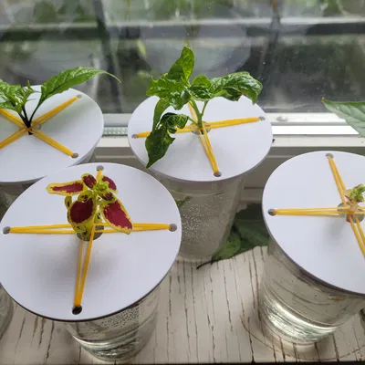 Nắp giữ cắt và nảy mầm cho hệ thống DWC mini