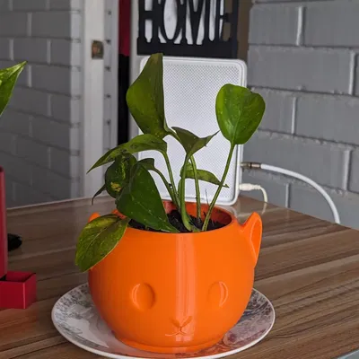 Chậu cây hình mèo với miệng dưới mũi