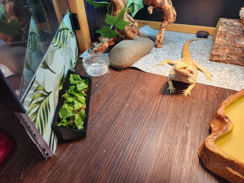 Bát ăn cho bò sát kiểu máng giữ ẩm lâu hơn - Image 1