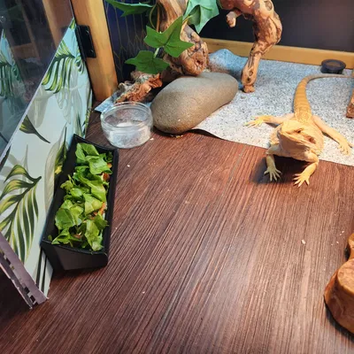 Bát ăn cho bò sát kiểu máng giữ ẩm lâu hơn