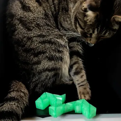 Rắn fidget in place độc đáo