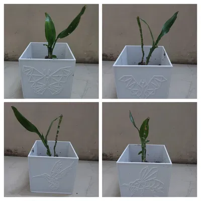 Chậu cây hình khối Creature Haven với các sinh vật độc đáo