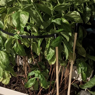 Giá đỡ cây treo đơn giản cho khu vườn