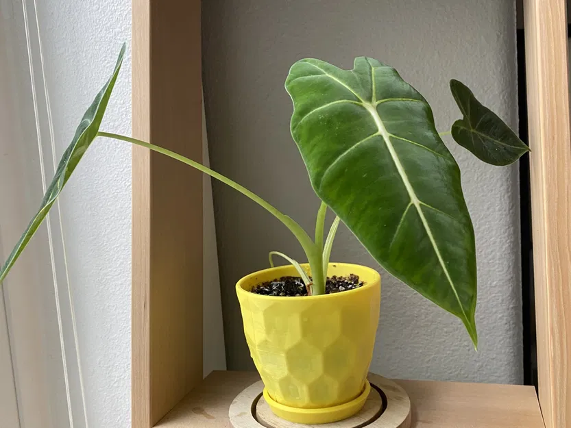 Chậu cây hình lục giác nổi ấn tượng - Image 1