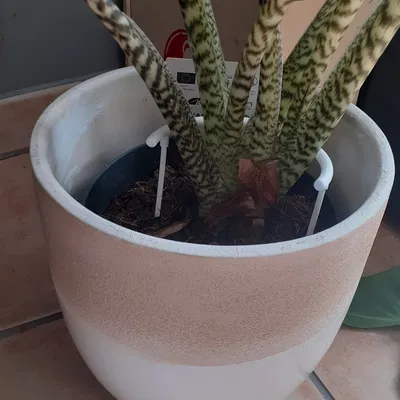 Giá đỡ cây trồng bằng PLA cao 12 cm, đường kính 7 cm