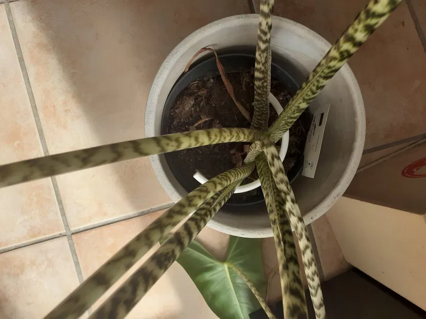 Giá đỡ cây trồng bằng PLA cao 12 cm, đường kính 7 cm - Image 3