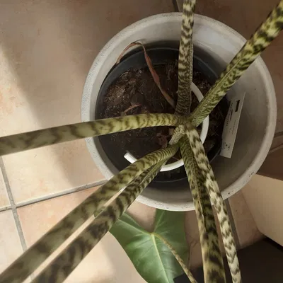 Giá đỡ cây trồng bằng PLA cao 12 cm, đường kính 7 cm