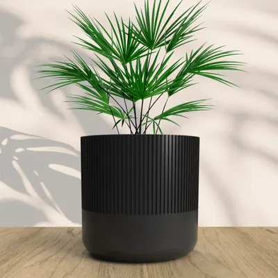 Chậu cây phong cách Boho cho không gian sống