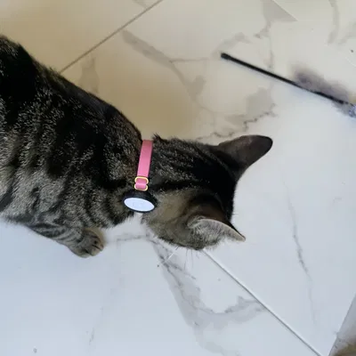 Kẹp cổ áo cho mèo AirTag bằng TPU linh hoạt