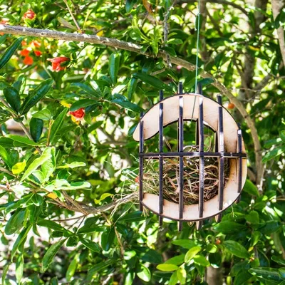 Nhà chim cắt laser tùy chỉnh cho chim trong khu vực