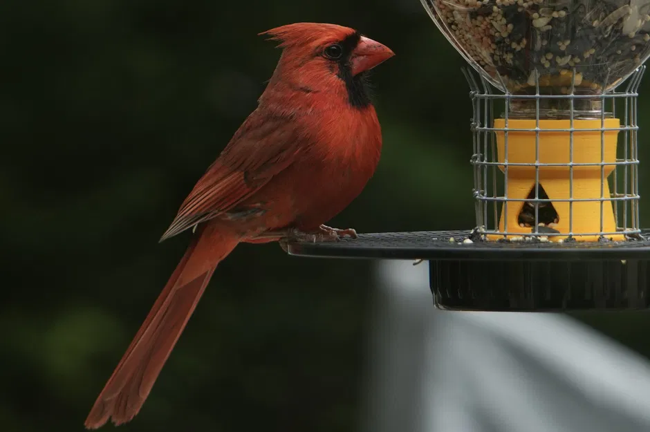 Máy cho chim từ chai tái chế Snapple và Ocean Spray - Image 1