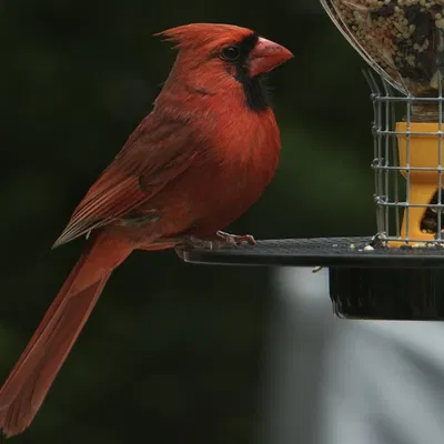 Máy cho chim từ chai tái chế Snapple và Ocean Spray