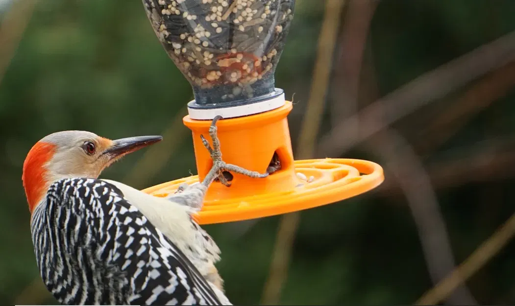 Máy cho chim từ chai tái chế Snapple và Ocean Spray - Image 4