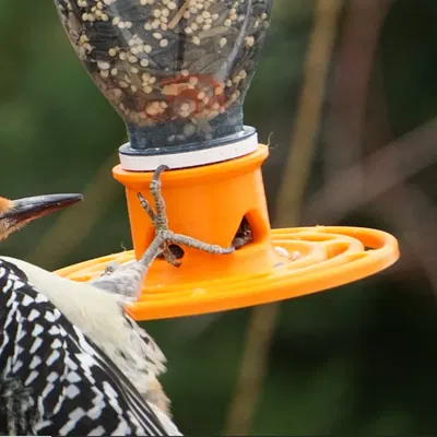 Máy cho chim từ chai tái chế Snapple và Ocean Spray